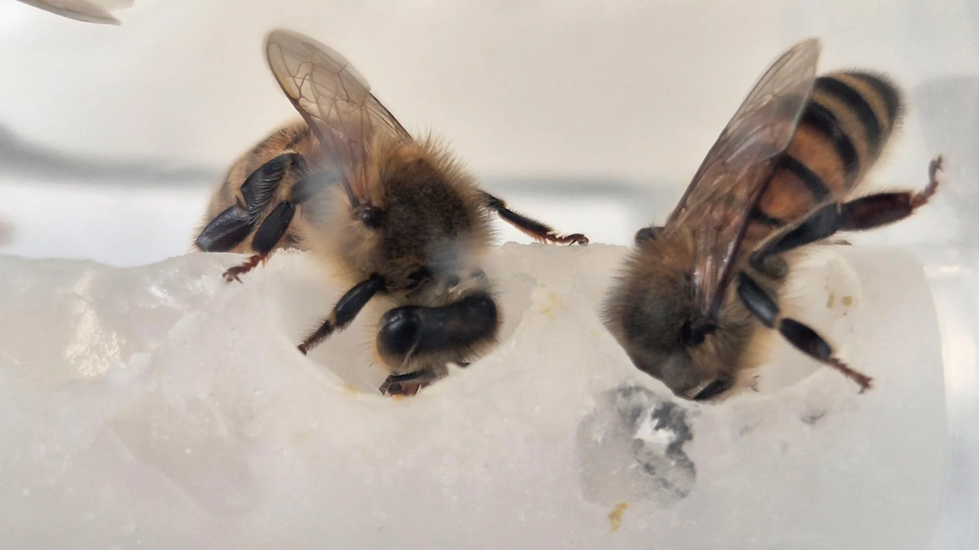 Featured image for Scientists Develop Superfood and Probiotics to Save Honeybees