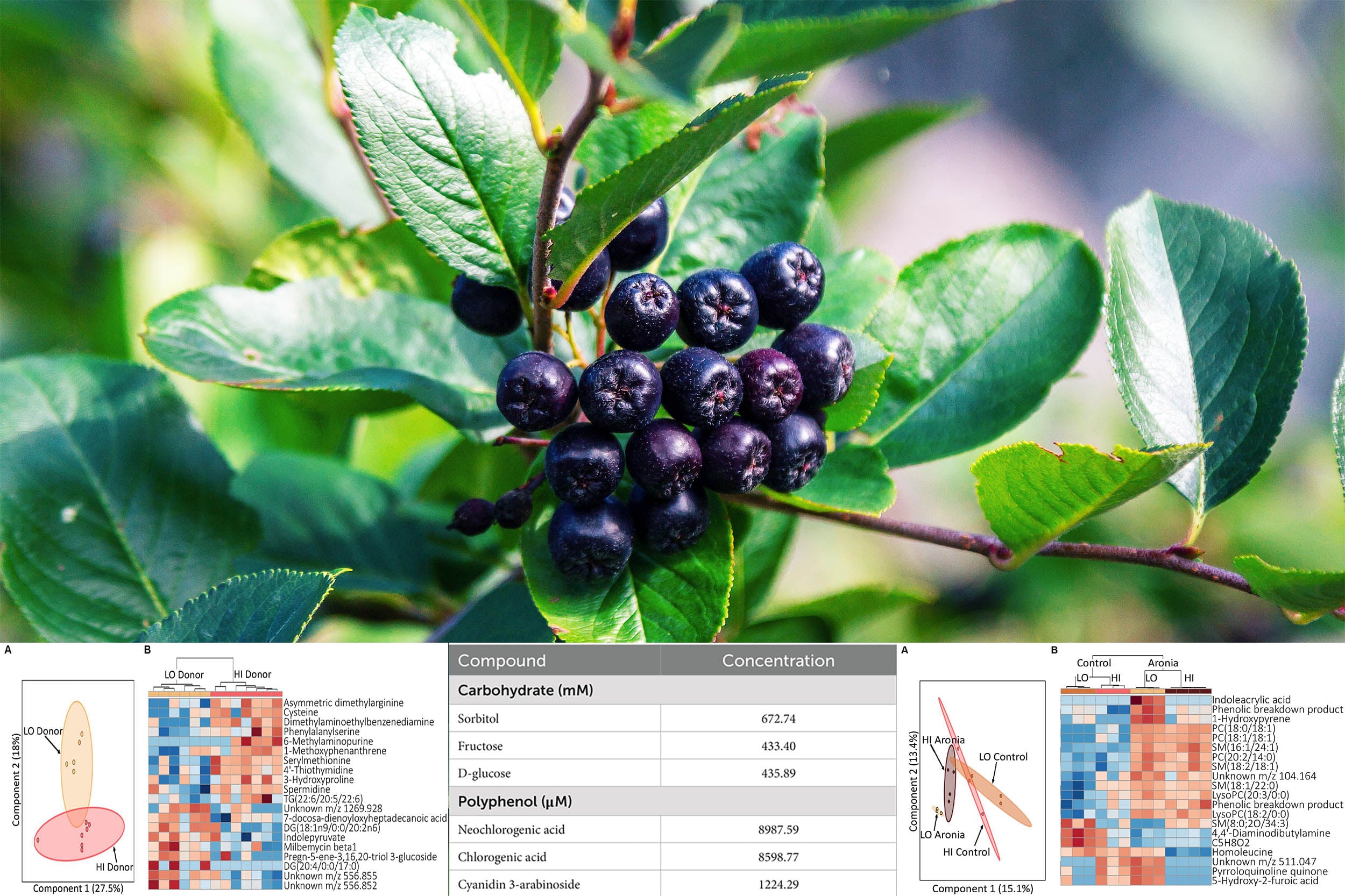 Featured image for Black Gold Fruit Reduces Blood Sugar and Pressure