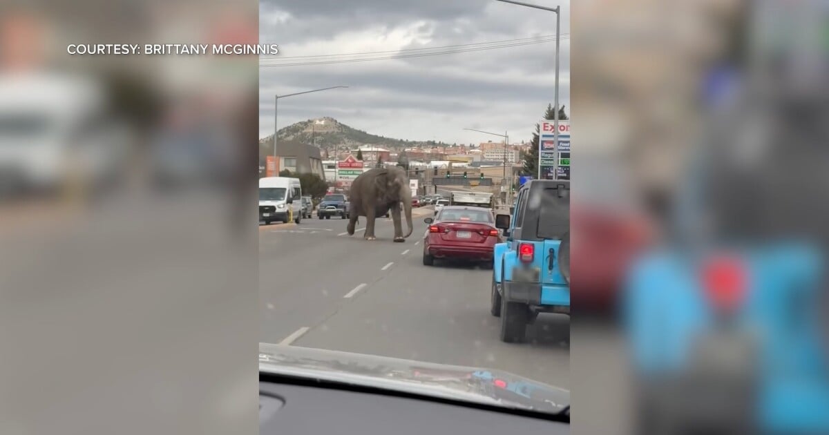 Featured image for Rampaging Elephant Breaks Free from Circus, Roams Montana Town
