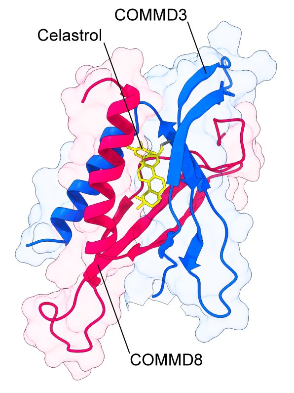 Featured image for "Herbal compound and biodegradable polymer system show promise in treating rheumatoid arthritis"