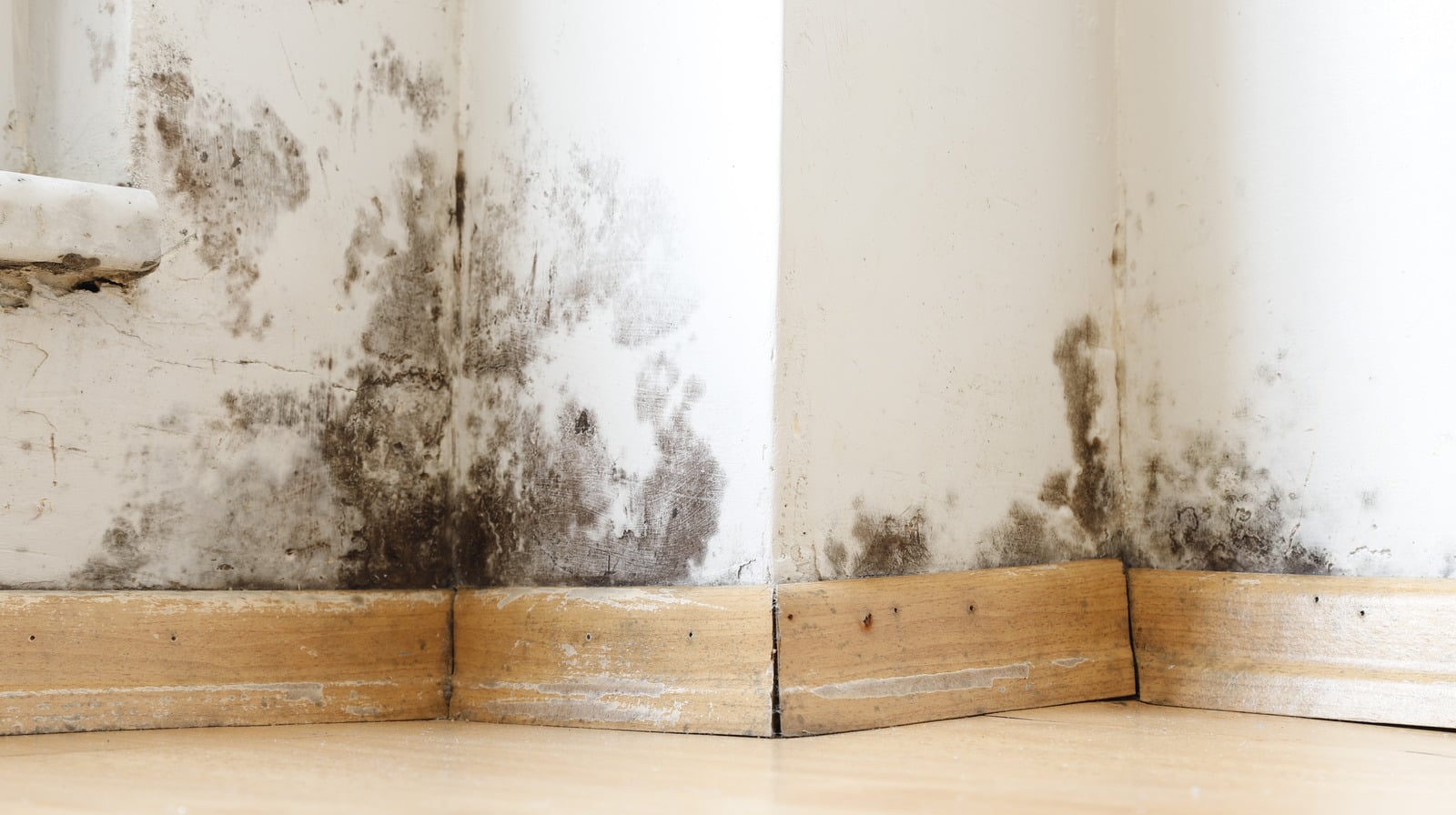 Featured image for The Ultimate Solution for Mildew Control at Home