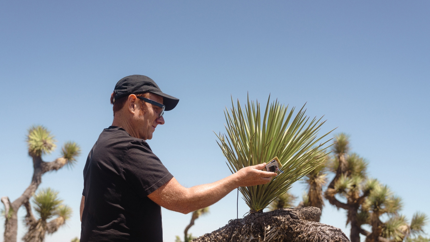 Featured image for "Creating Music from Joshua Trees: Wild Science or Reality?"