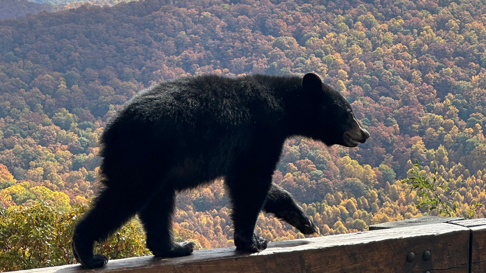 Featured image for "Blue Ridge Parkway Closed After Visitors Attempt to Interact with Young Bear"