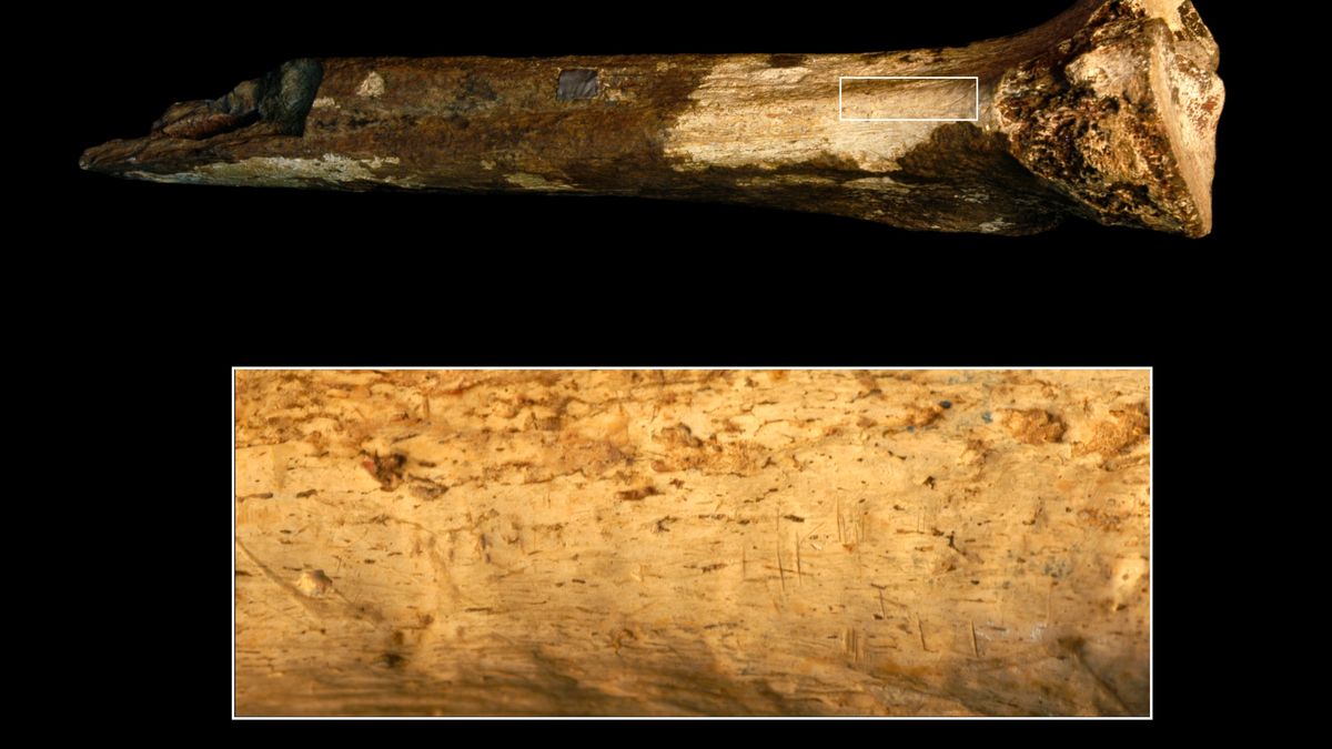 Ancient Human Relatives: Uncovering the Oldest Evidence of Cannibalism