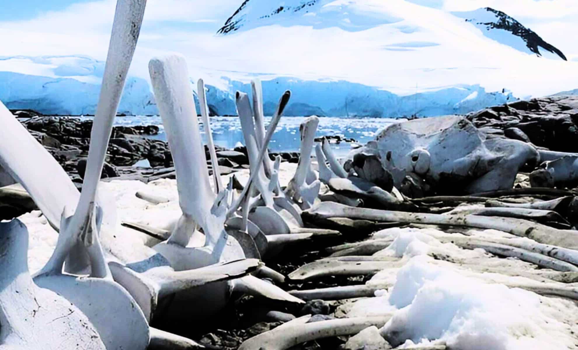 Featured image for Ancient Polar Dinosaurs Endured Months of Darkness in Antarctica