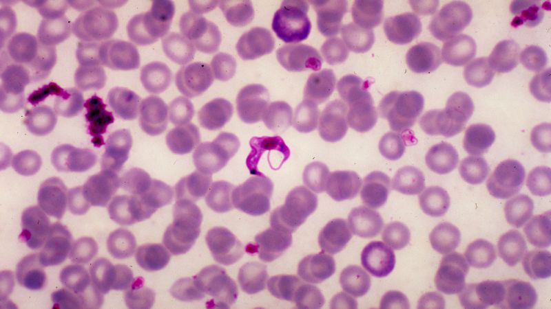 Featured image for Understanding Chagas Disease: Symptoms, Risks, and U.S. Spread