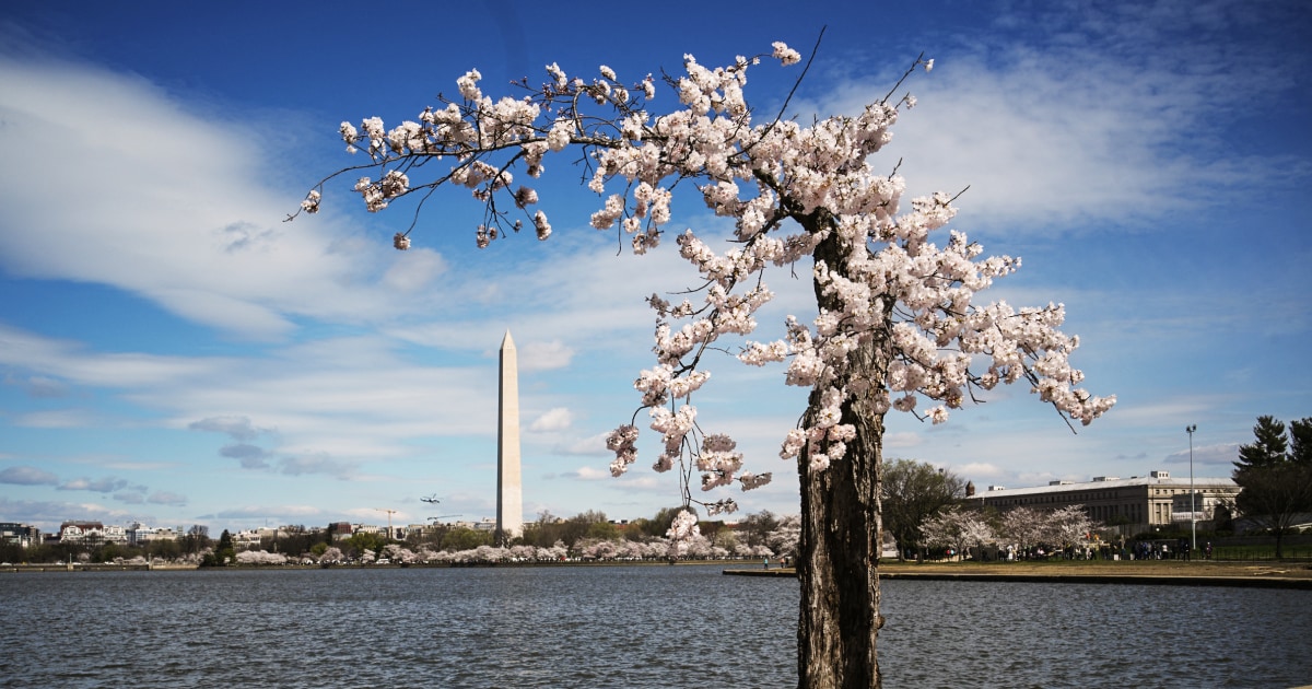 "Climate Change Threatens DC's Iconic Cherry Blossoms and Tidal Basin"