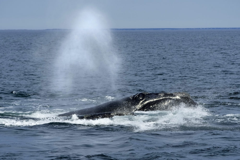 Featured image for "Entangled North Atlantic Right Whale Found Dead off Martha's Vineyard"