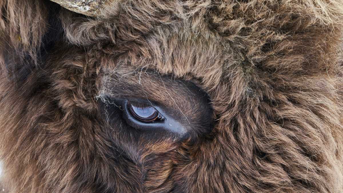 Featured image for 83-Year-Old Woman Gored by Bison at Yellowstone