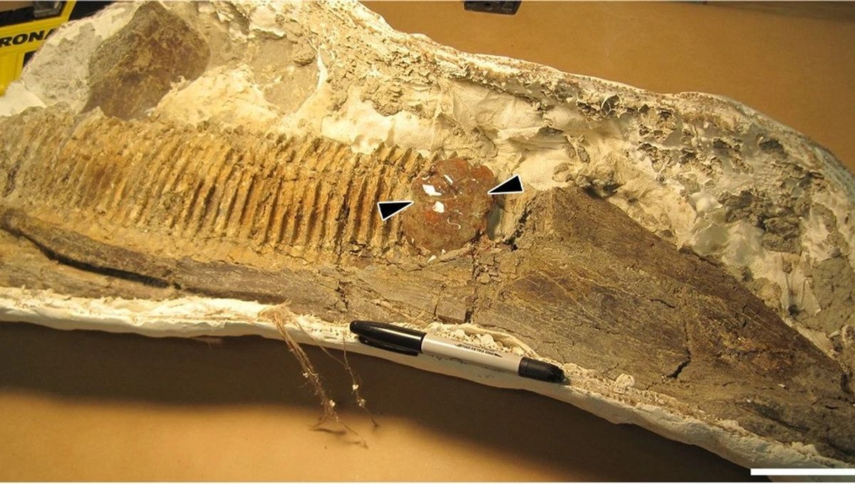 Featured image for "75-Million-Year-Old Dinosaur Jaw with Trapped Insect in Amber Discovered"