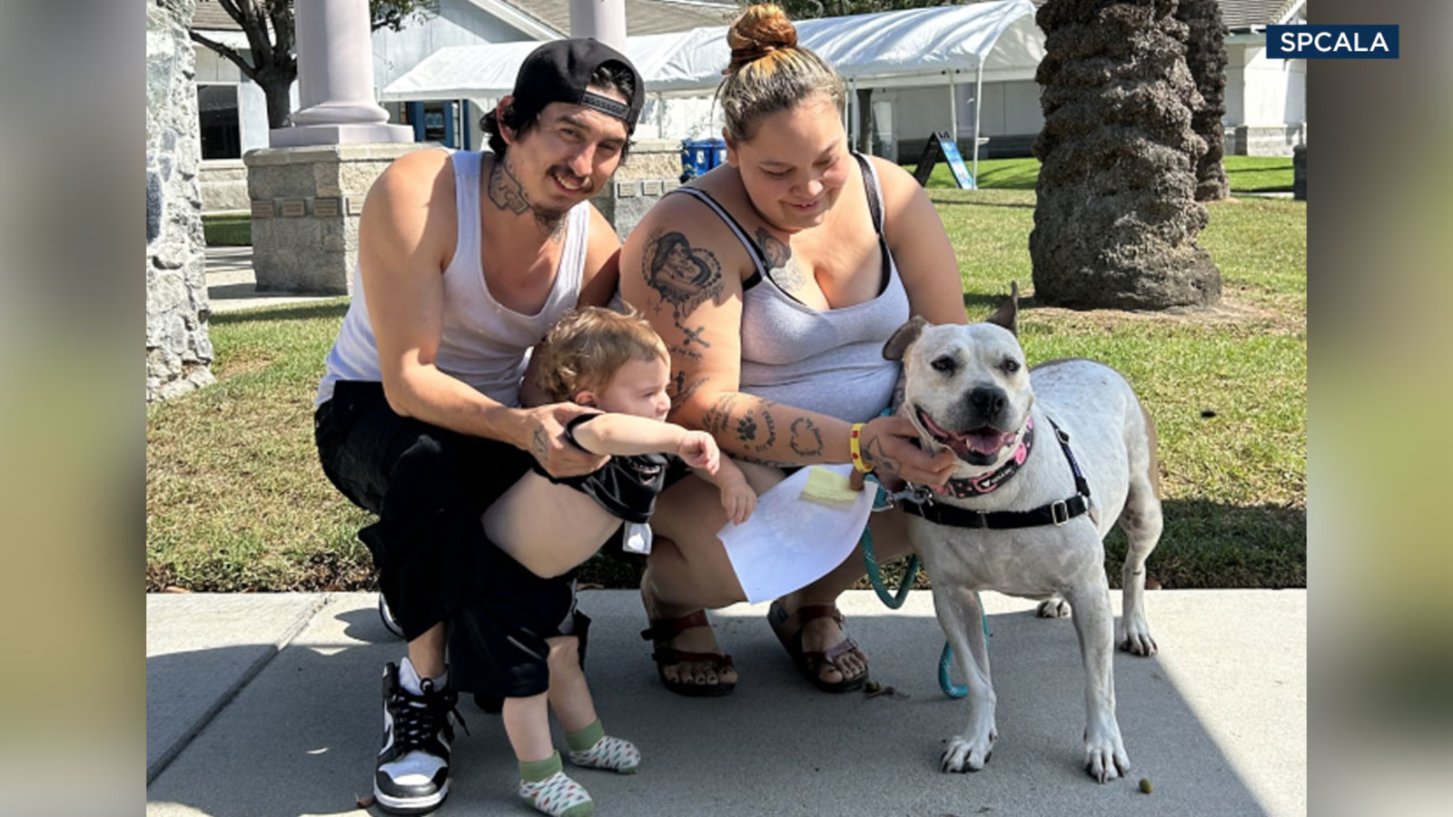 Featured image for "Pit bull mix Cinderella finally finds forever home after 1,139 days in SoCal shelter"