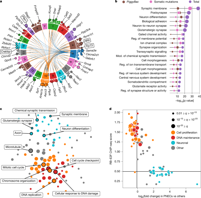 Featured image for Small Cell Lung Cancer Exploits Neuronal Synapses to Promote Tumor Growth