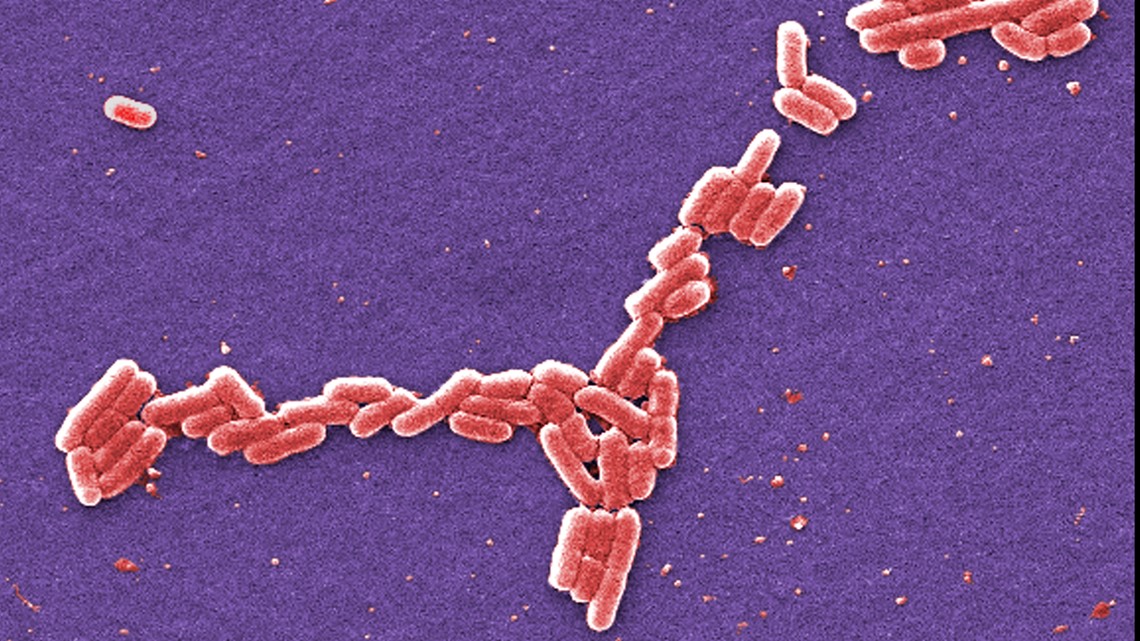 Featured image for E. Coli Outbreak Linked to Rockwood High School Event Sparks Investigation