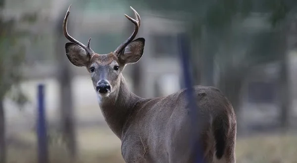 Featured image for Chronic Wasting Disease Detected in Arkansas Deer Populations