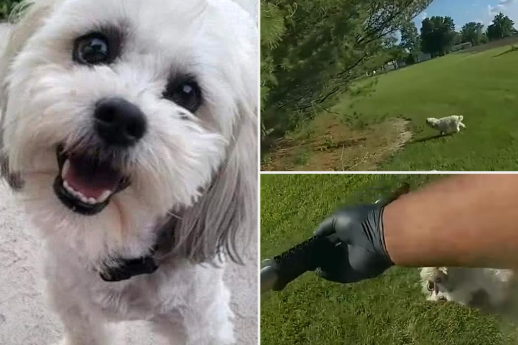 Missouri Cop Defends Shooting Blind, Deaf Dog in Neighbor's Yard