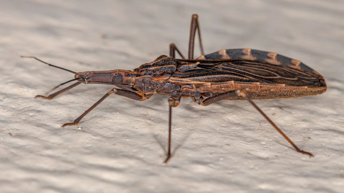 Chagas Disease and the Kissing Bug Threat Now Widespread in the U.S.