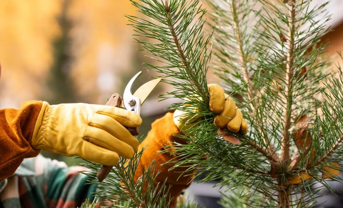 Stressed Plants Emit Ultrasonic Clicks, Hinting at Hidden Sound Language