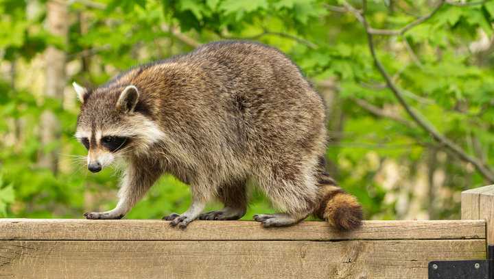 Featured image for Milwaukee County Reports Surge in Raccoons with Canine Distemper