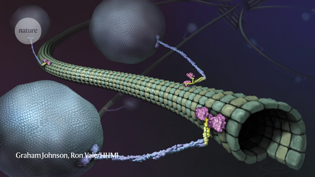 Featured image for Unprecedented Detail: Microscope Captures Motor Proteins with Power.
