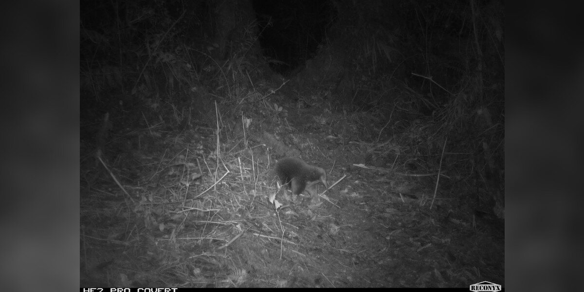 Featured image for "Scientists Rediscover Thought-to-Be-Extinct Spiny Animal on Hidden Camera"