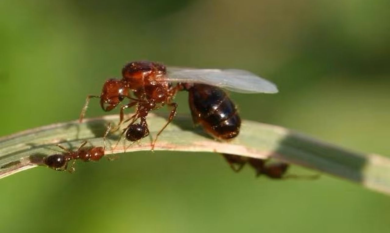 Featured image for "Unveiling the Dynamic Life Cycle of Fire Ants: Flight, Buoyancy, and Burrowing"