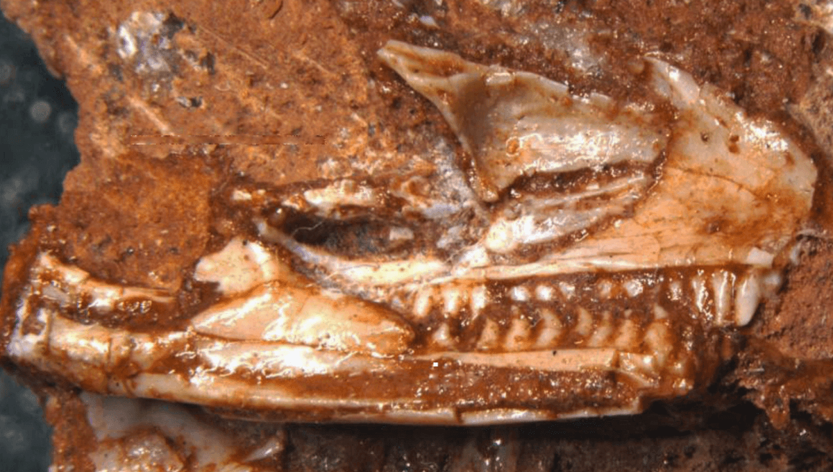 Featured image for 205-Million-Year-Old Fossil Confirmed as World's Oldest Lizard