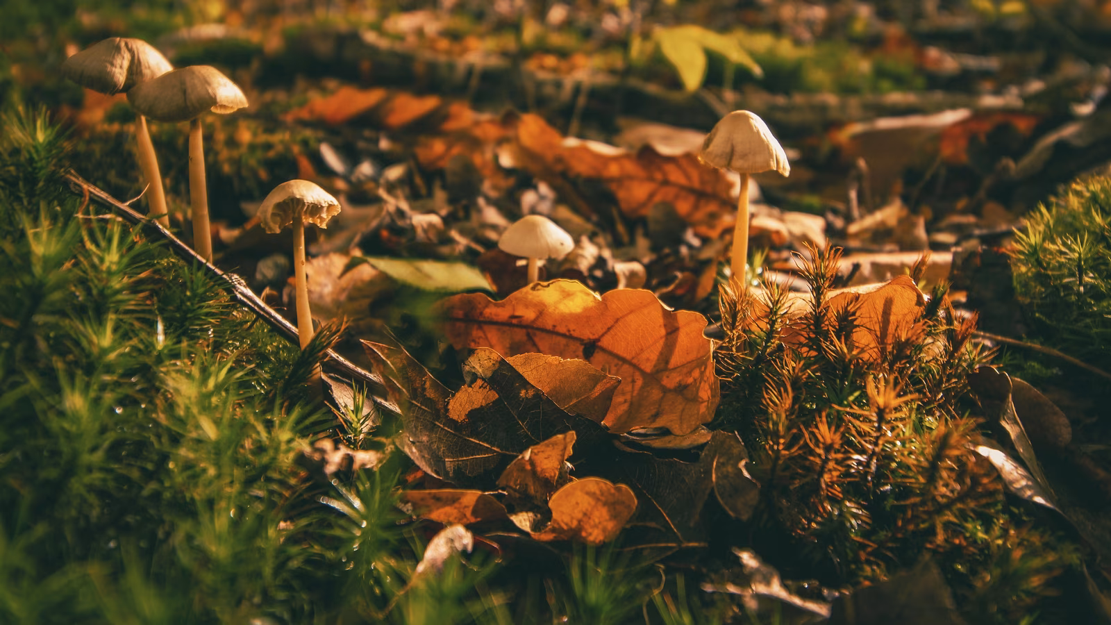 Featured image for Rising Threat of Deadly Fungal Infections in the US Amid Climate Change