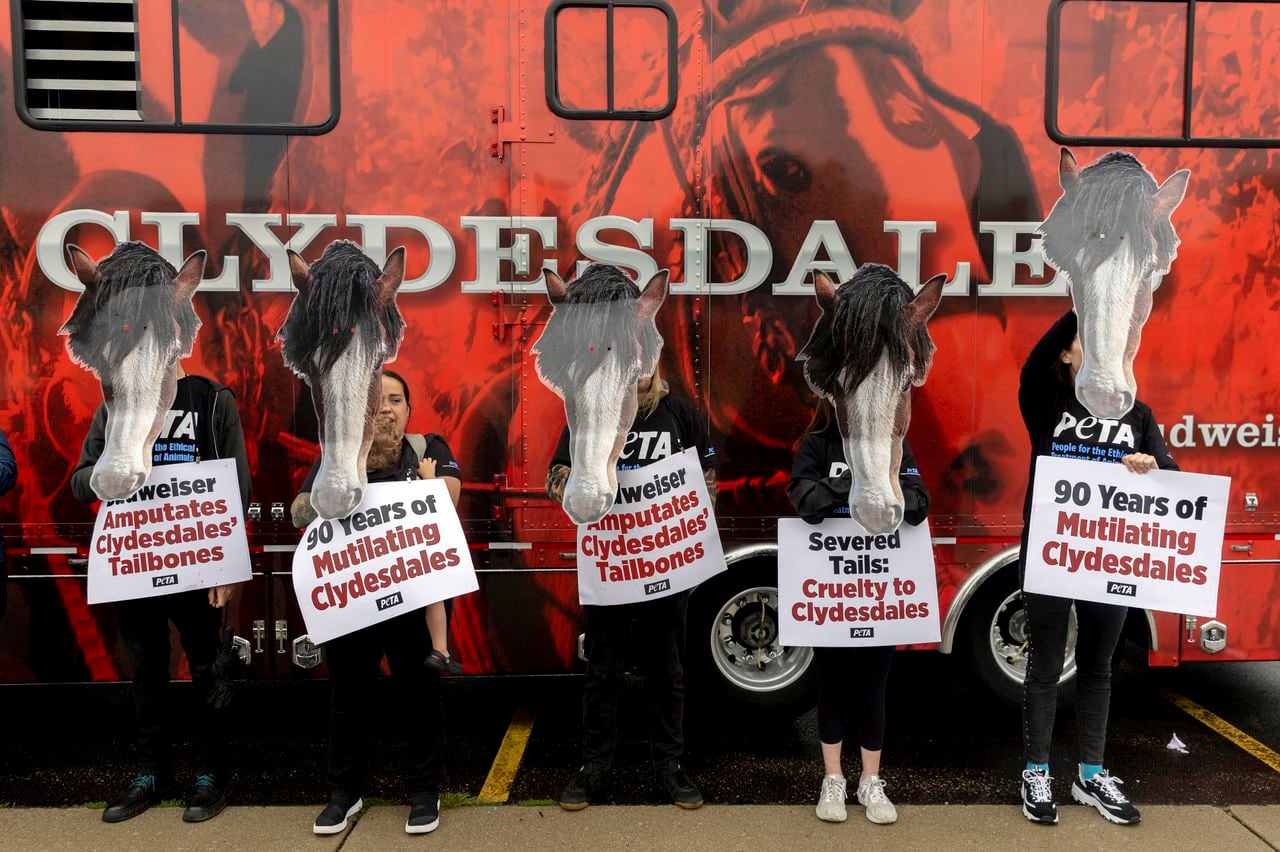 Featured image for PETA Disrupts Budweiser Clydesdale Event, Alleges Horse Abuse