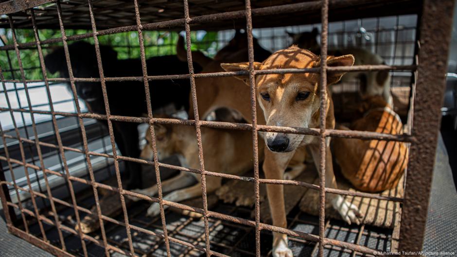 Indonesian Market Puts an End to Brutal Dog and Cat Meat Trade