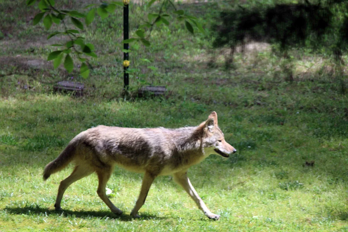 Featured image for How to Respond When You Spot a Coyote in Your Yard