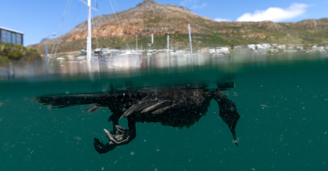 Featured image for Bird Flu Mutation Threatens Pandemic Potential Amid Rising Concerns