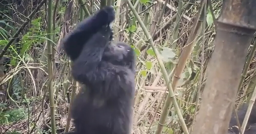 Featured image for Similarities in Spinning Behavior Between Apes and Humans.