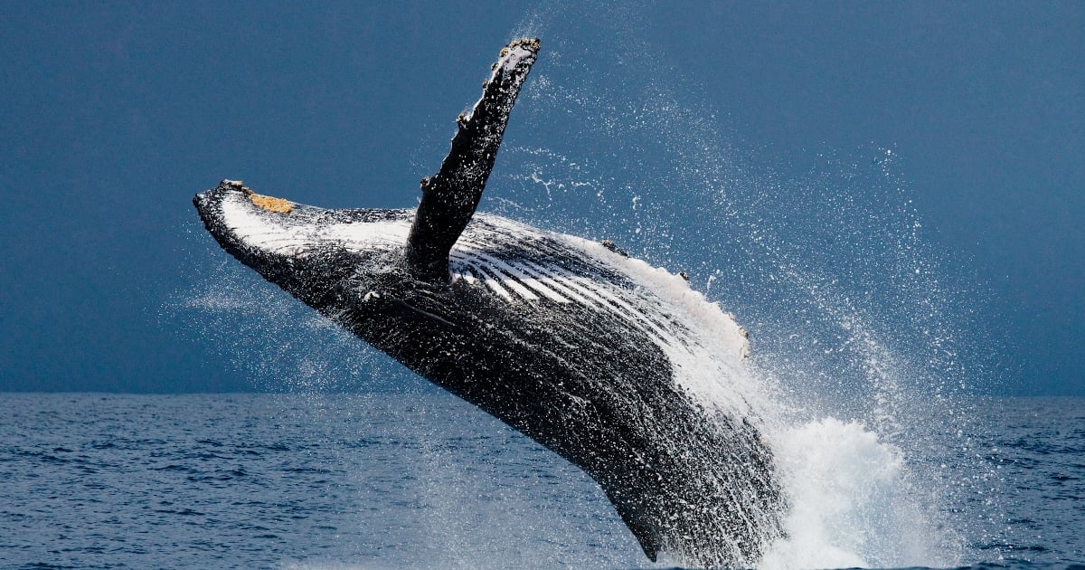 Featured image for "Landmark Discovery: Humans Communicate with Humpback Whales"