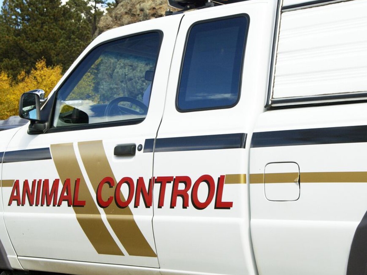 Featured image for "Rabies Outbreak: Urgent Precautions for Owings Mills Residents and Pet Owners"