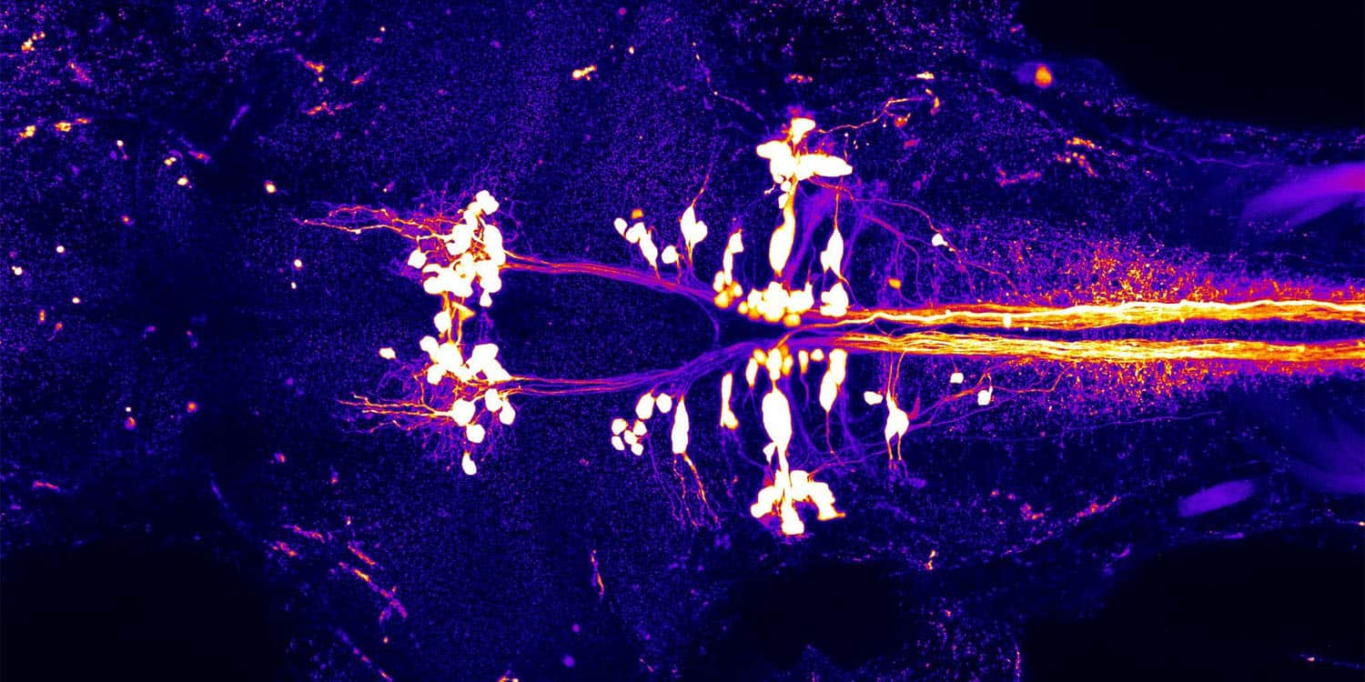 Featured image for "Brain Resets Connections in Early Sleep Stages"