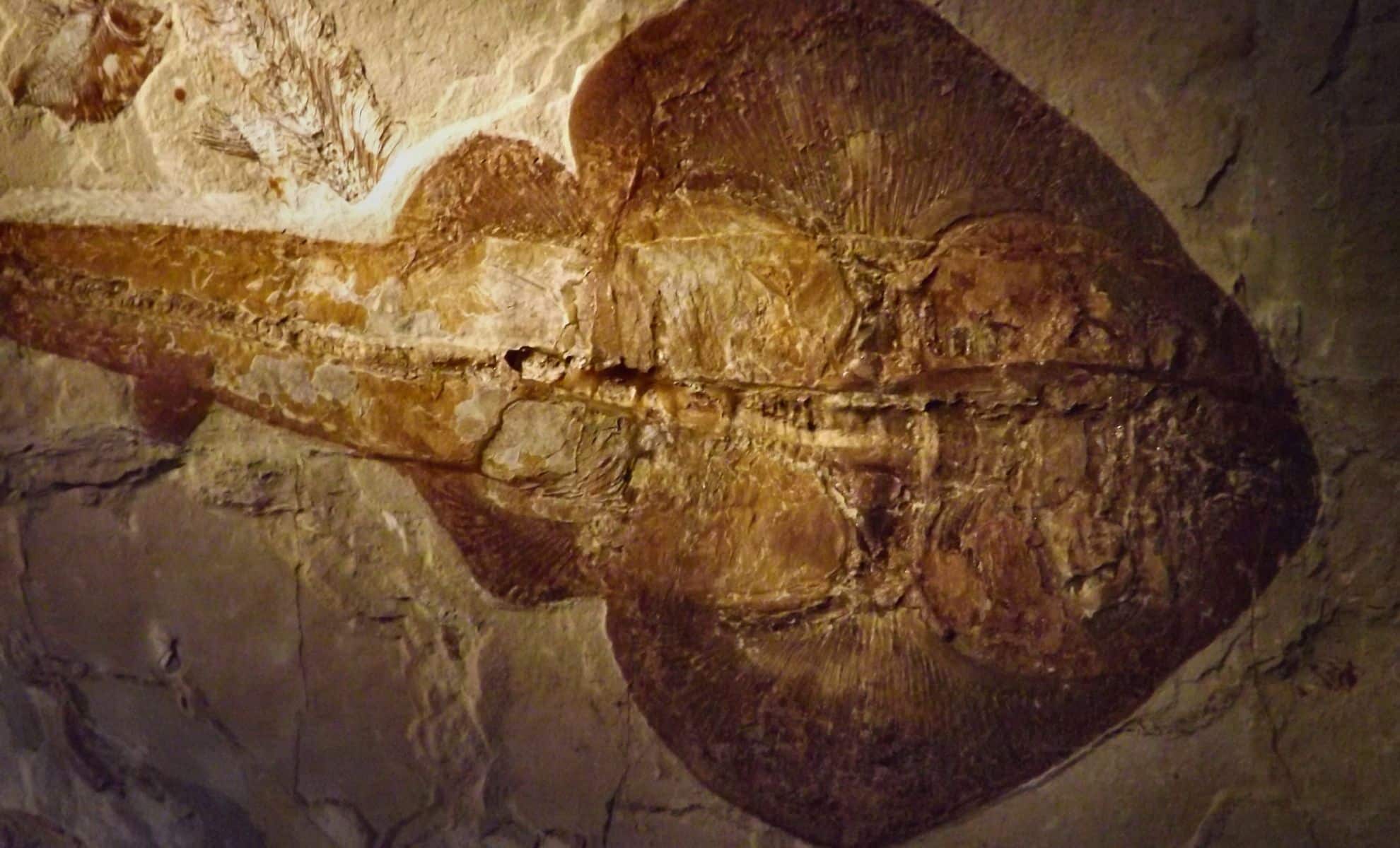 Featured image for Ancient Evidence Suggests Cambrian Explosion Occurred Earlier Than Thought