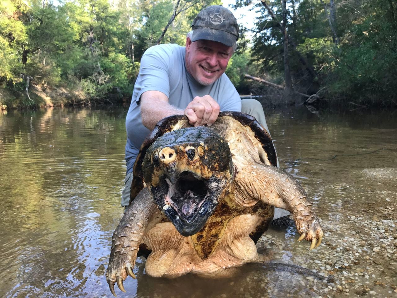 Featured image for "Alabama's Most Impressive Alligator Snapping Turtle: A Weird Wonder"