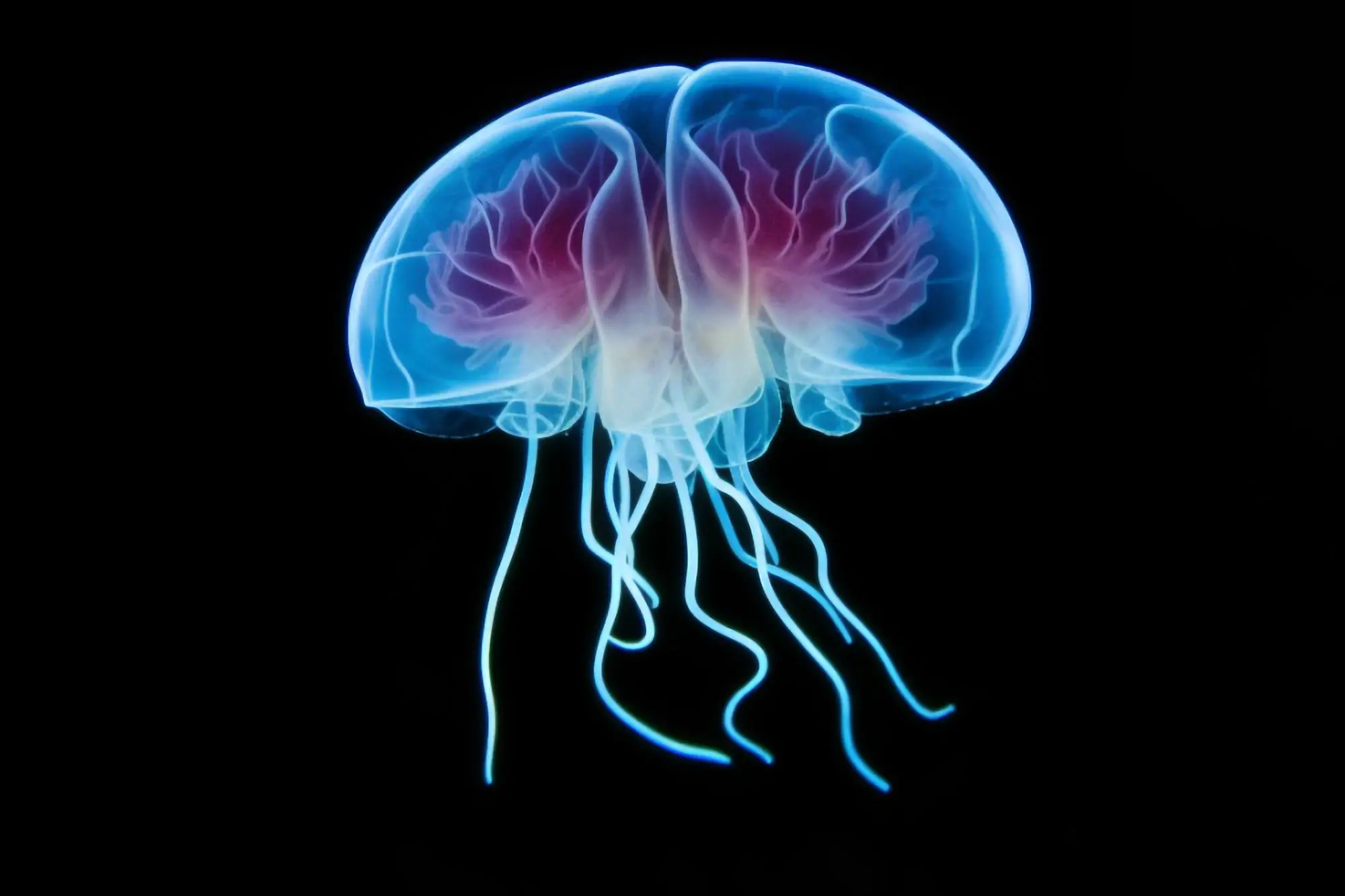 Featured image for Jellyfish: Surprising Learning Abilities and Deadly Venom