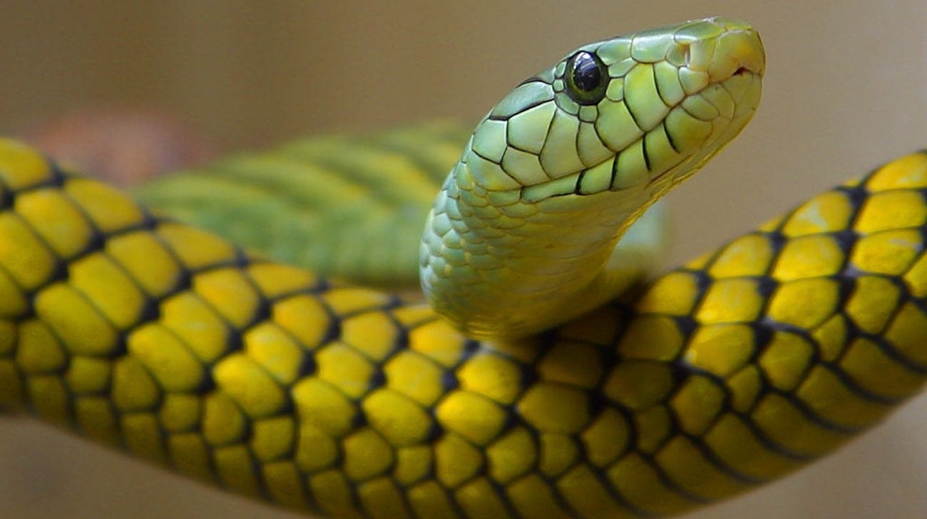 Featured image for "Breakthrough: Universal Synthetic Antibody Neutralizes Diverse Snake Venoms"