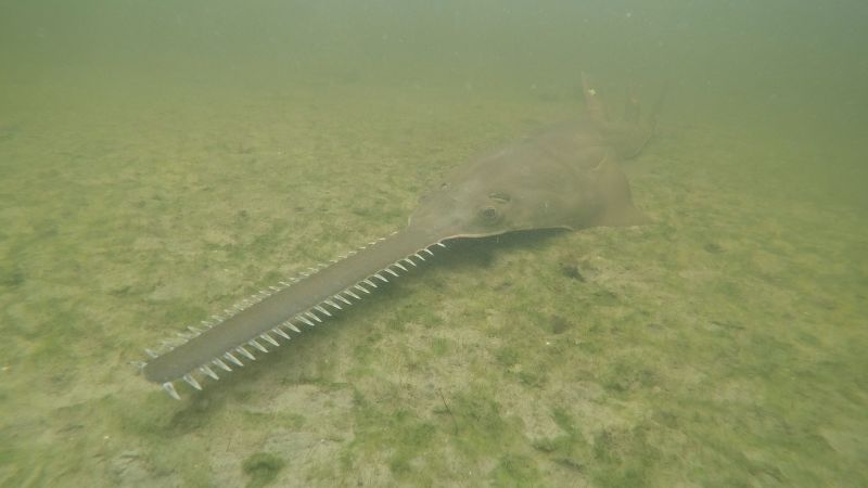 Featured image for "Unprecedented Sawfish Die-Off Baffles Scientists in Florida"