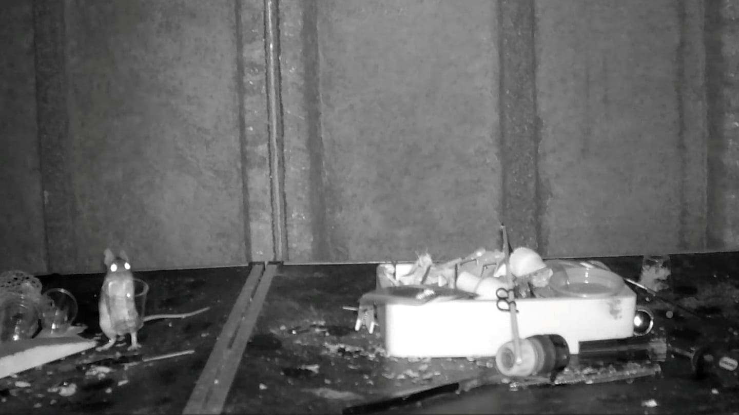 "Secretly Filmed: Mouse Organizes Man's Shed Every Night"
