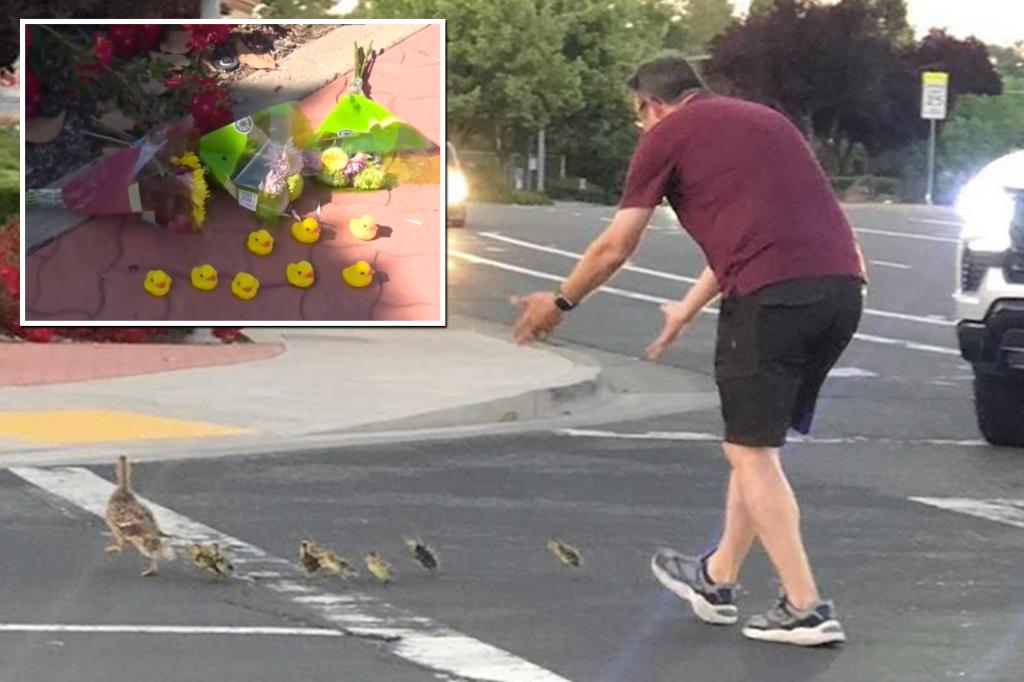 Good Samaritan killed while helping ducks cross California road.