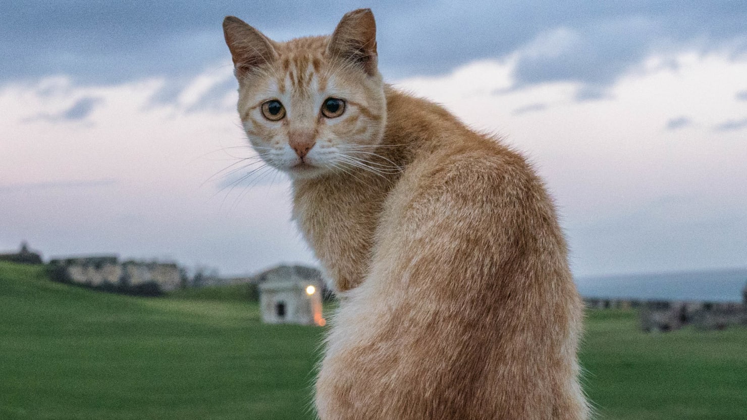 New Zealand Cancels Controversial Children's Feral Cat Hunt