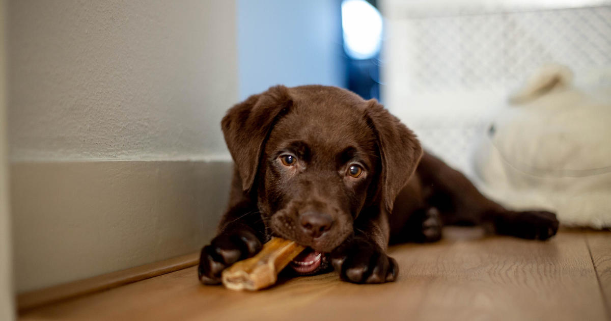 Featured image for Protecting Pets from Unhealthy Air: Tips for Safety