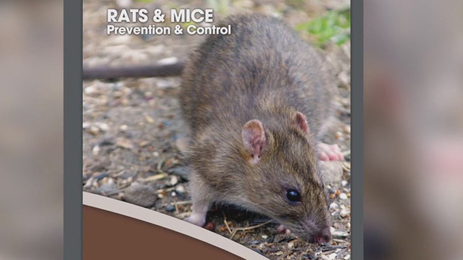 Bay Area Infested with Rodent Vermin