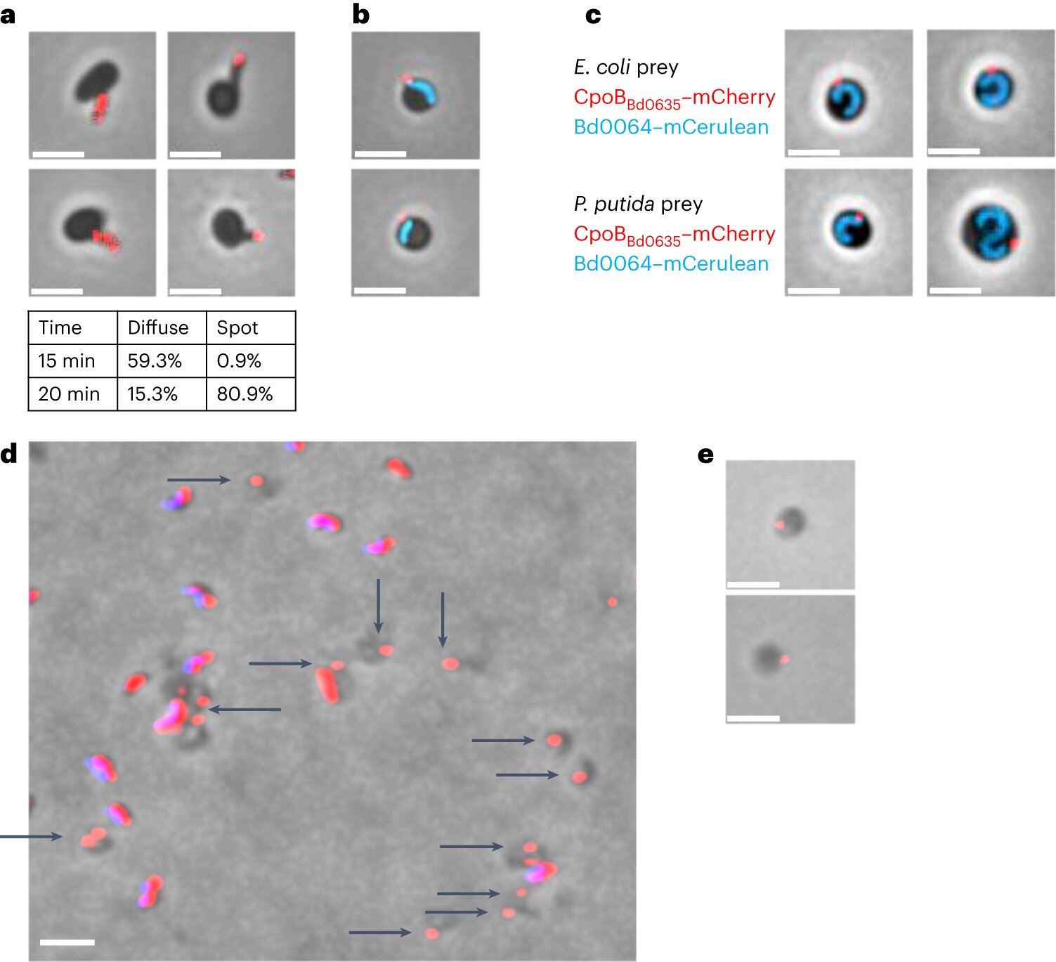 "Deciphering the Hunt: The Mechanism Behind Predatory Bacteria's Prey Detection"