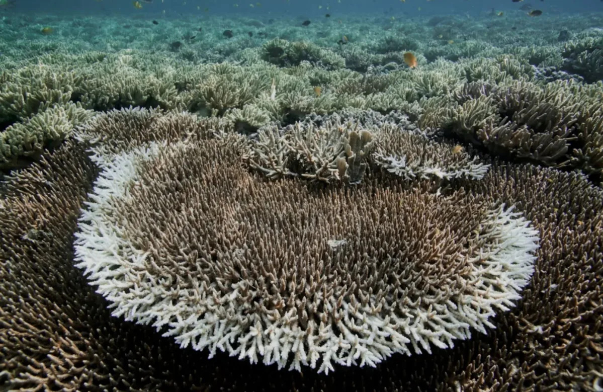 Featured image for "Developing a Resilient Coral Warning System Amid Unprecedented Bleaching Crisis"