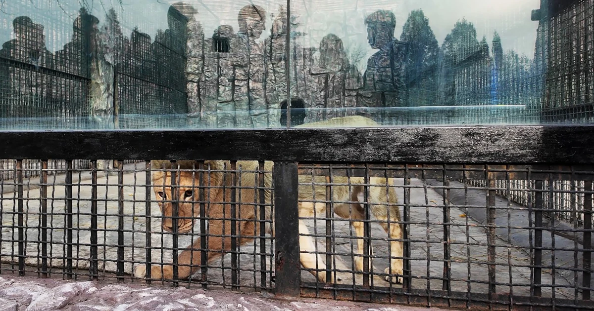 Putin's Zoo Diplomacy: Russia Sends Exotic Animals to North Korea