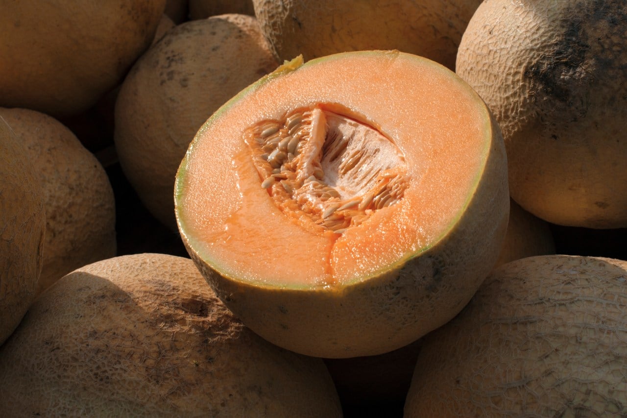Featured image for "Deadly Salmonella Outbreak Spreads Across 32 States, Linked to Cantaloupes"