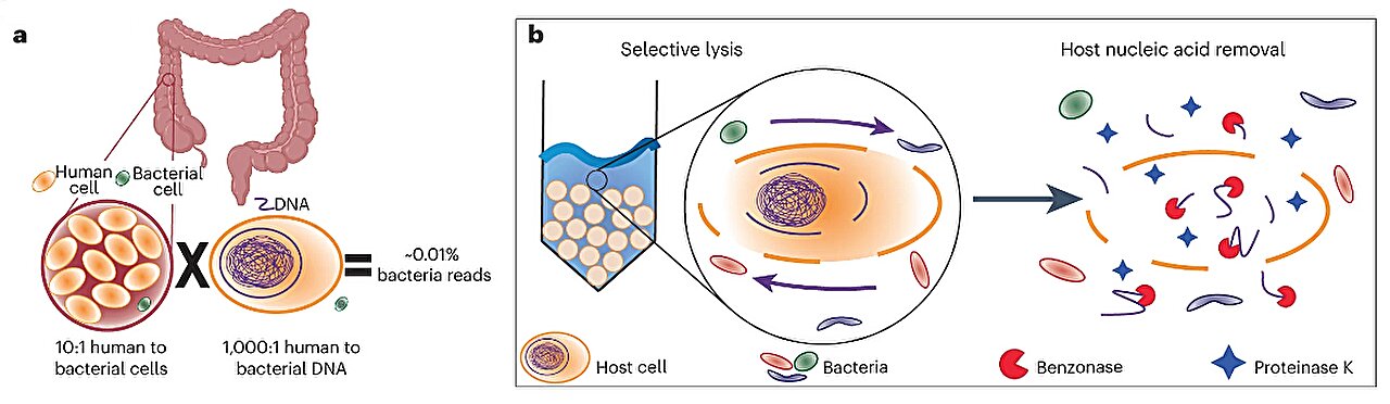 Revolutionizing Gut Health: A Breakthrough Method for Analyzing the Human Microbiome
